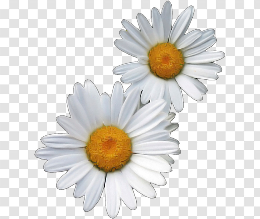 Oxeye Daisy Chrysanthemum Transvaal Daisy Marguerite Daisy Roman Chamomile Transparent PNG