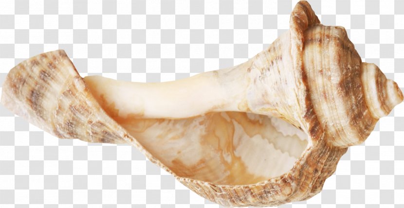 Seashell Conch Sea Snail - Advertising - Beautiful Brown Transparent PNG