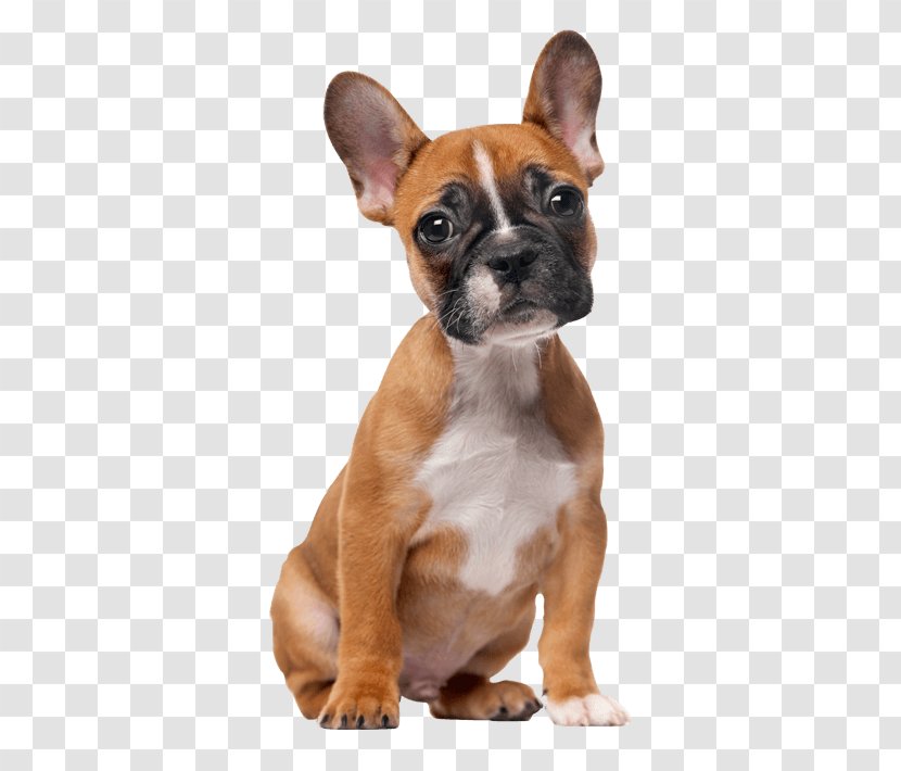 French Bulldog Puppy Puggle Dog Grooming Transparent PNG