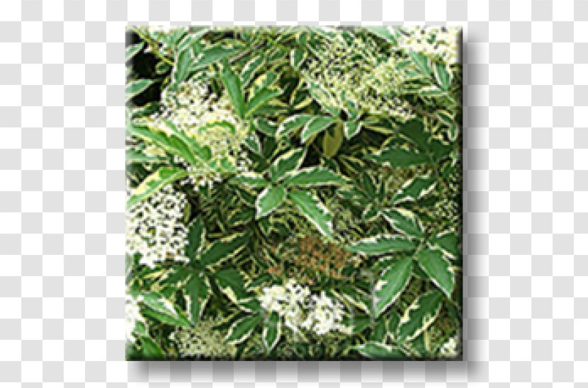 Elder Leaf Shrub Hedge Weigela - Dogwood Transparent PNG
