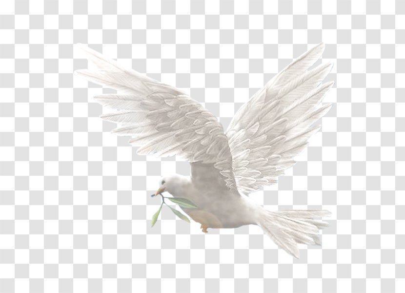 Image Photography Homing Pigeon Pigeons And Doves - Feather - Dove Transparent PNG