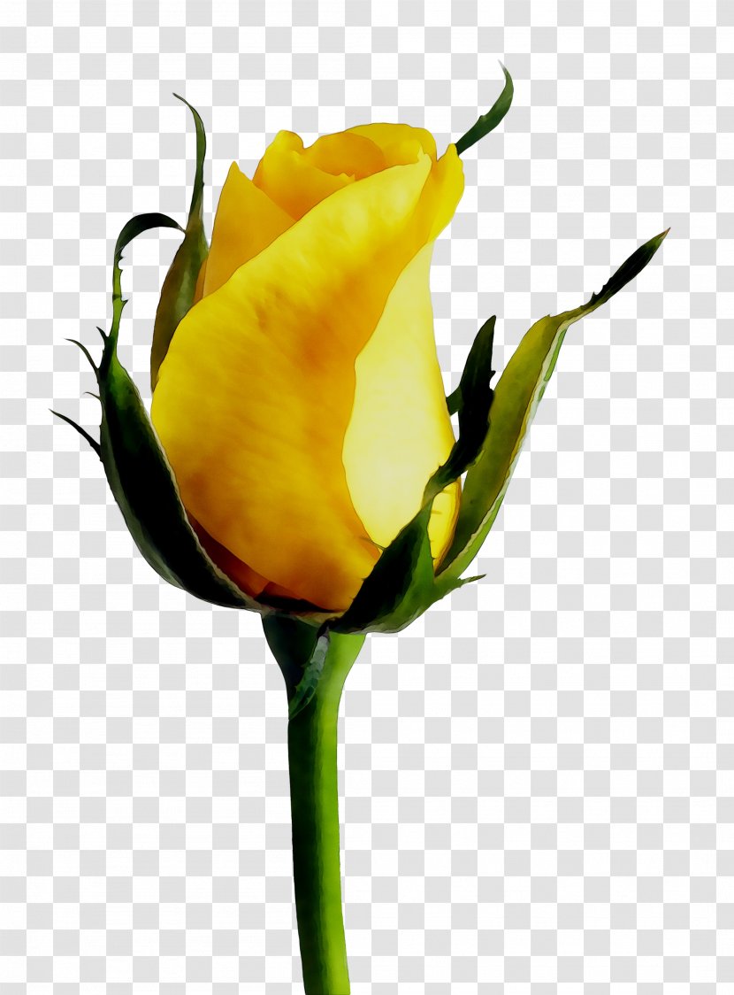 Rose Yellow Stock.xchng Mercer Island Florist Floristry - Pedicel Transparent PNG
