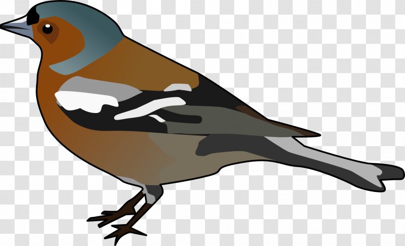 Common Chaffinch Bird Clip Art - Sparrow - Hop Clipart Transparent PNG