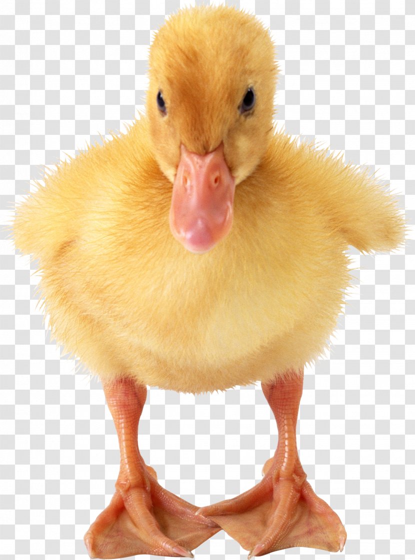 Duck American Pekin Goose - Duckling - Little Image Transparent PNG