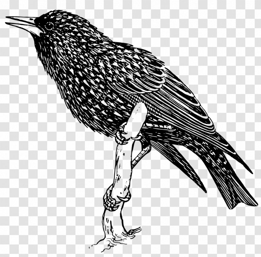 Common Starling Bird Clip Art - Beak Transparent PNG