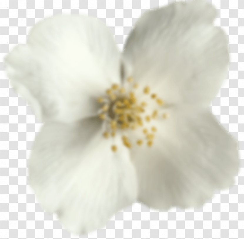 Cherry Blossom ST.AU.150 MIN.V.UNC.NR AD - White Transparent PNG