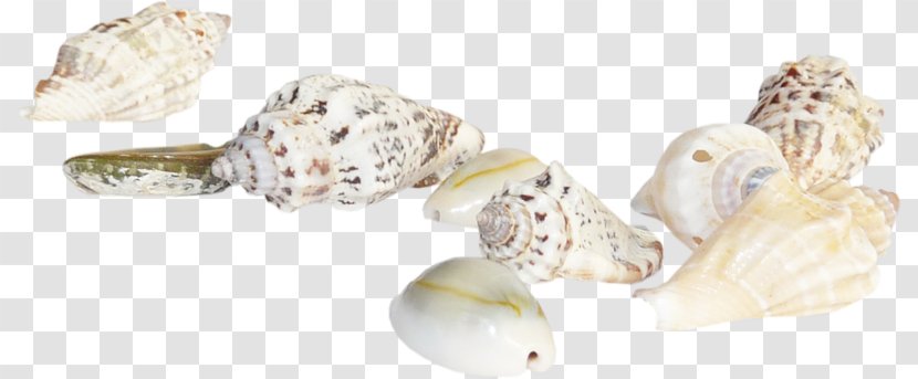 Seashell Marine Clip Art - Conch - Shell Transparent PNG