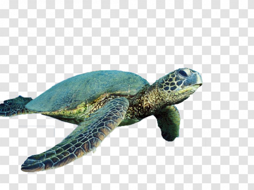 Sea Turtle Reptile Cropping - Vector Free Download Transparent PNG