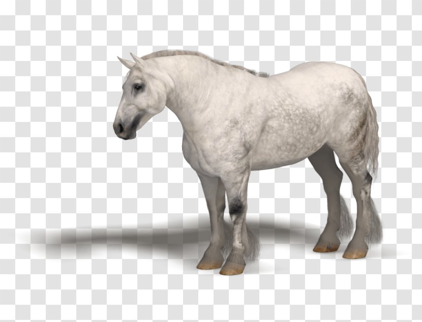 Breton Horse Mane Stallion Pony Mare - Mustang - Halter Transparent PNG