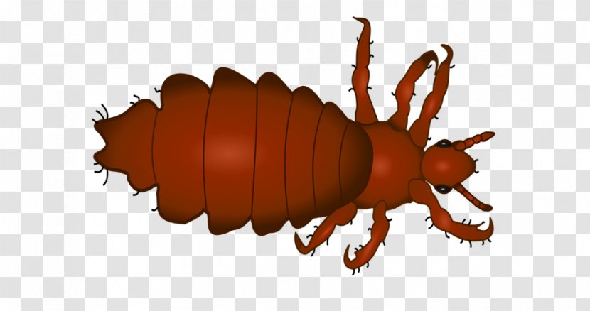 Crab Cartoon - Ground Beetle - Claw Transparent PNG