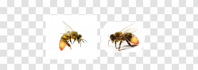 Honey Bee Wasp Close-up - Membrane Winged Insect Transparent PNG