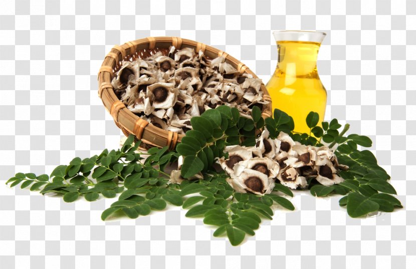 Drumstick Tree Herb Ben Oil Dietary Supplement - Vegetable Transparent PNG