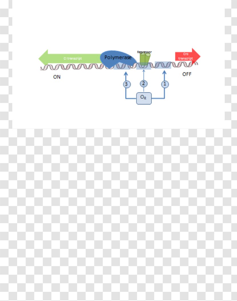 Antitermination RNA Polymerase Lambda Phage Protein - Microbiology - Text Transparent PNG