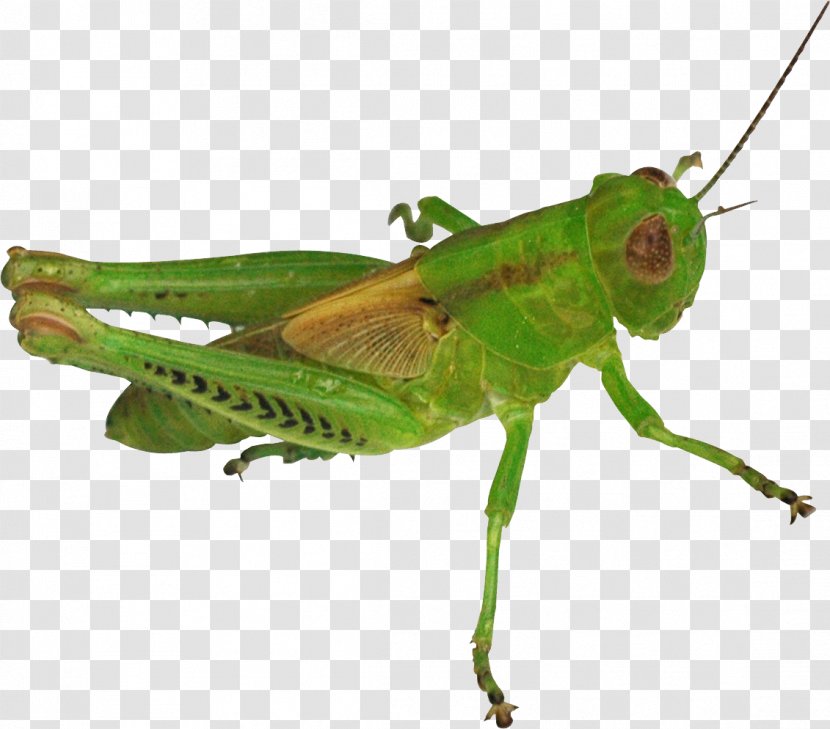 Cricket Grasshopper Insect Omocestus Viridulus - Like Transparent PNG