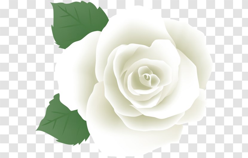 Garden Roses Image Floribunda Cabbage Rose - Cut Flowers - Bouquet2 Transparency And Translucency Transparent PNG