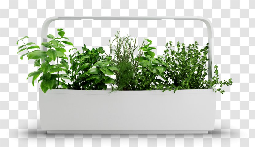 Vegetables Cartoon - Vascular Plant - Houseplant Transparent PNG