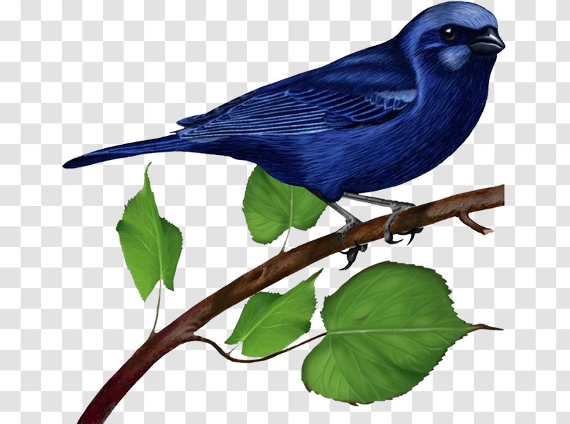 Bluebird Clip Art - Finch - Blue Bird On Branch Transparent PNG