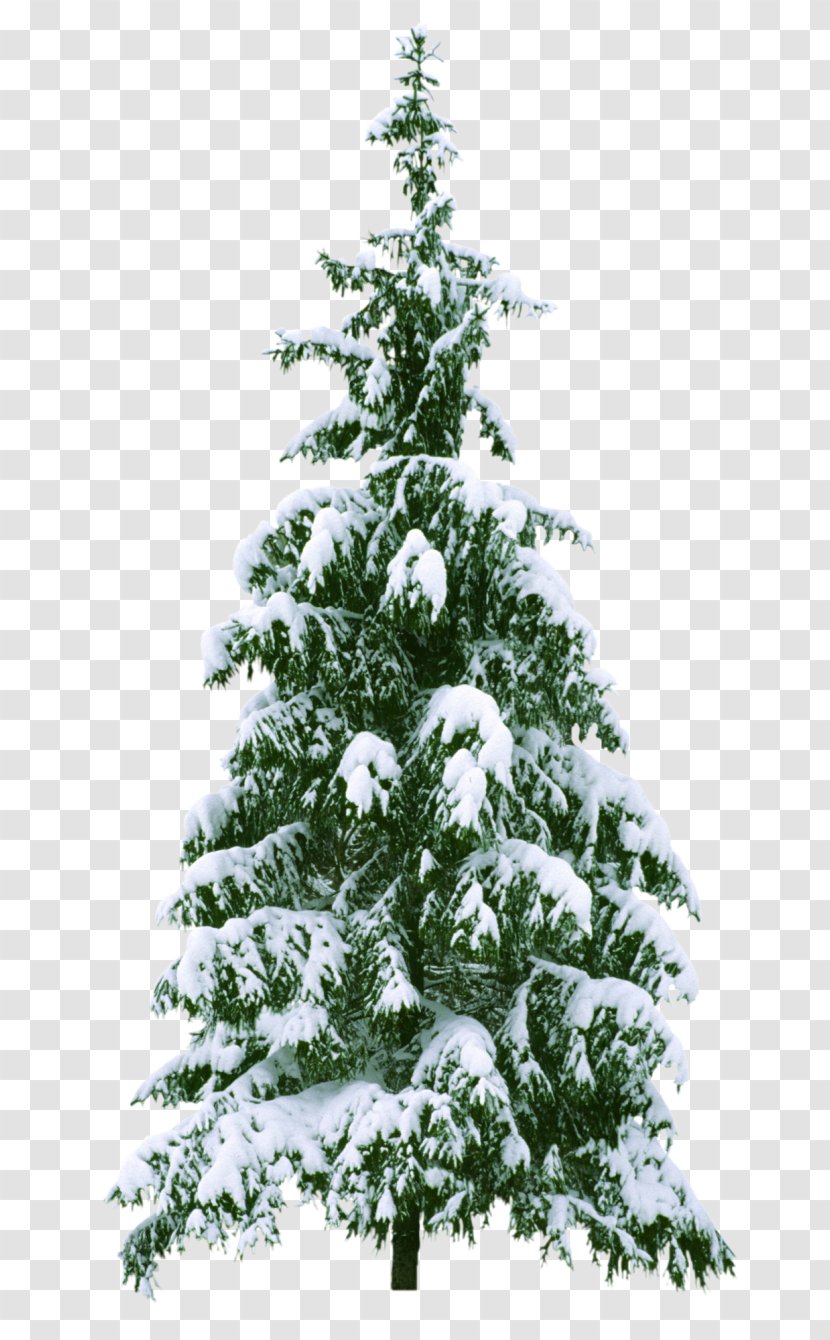 Christmas Tree New Year - Evergreen Transparent PNG
