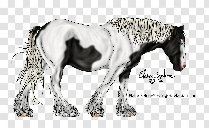 Mustang Foal Stallion Colt Mare - Pony - Gypsy Horse Transparent PNG