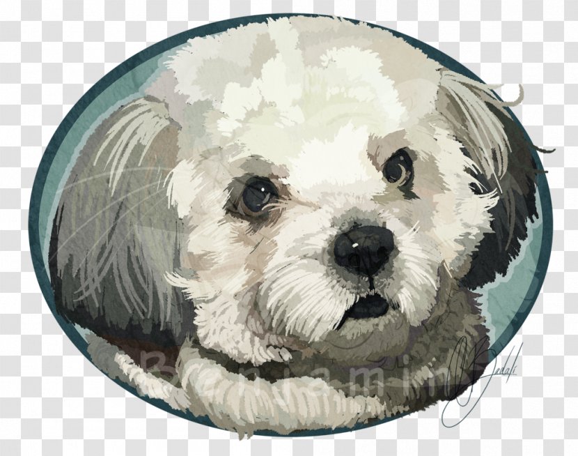 Maltese Dog Havanese Poodle Schnoodle Cockapoo - Puppy Transparent PNG