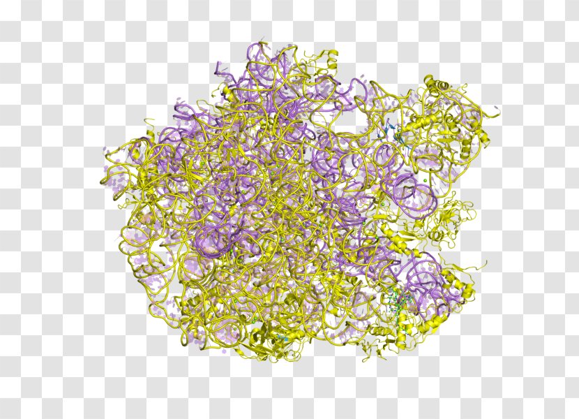 Color Blindness Test Lilac Skill - Visual Disturbances - Ribosomal Protein Transparent PNG