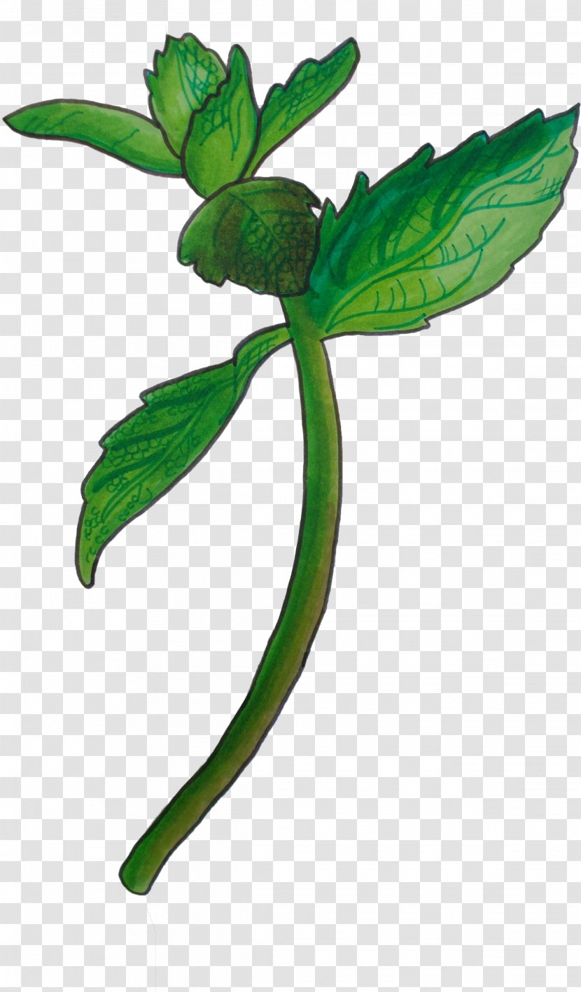 Leaf Flower Plant Stem Herbal - Impatiens Herb Transparent PNG