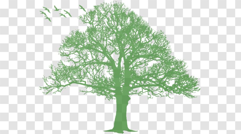 Oak Tree Silhouette - Plant Stem Transparent PNG