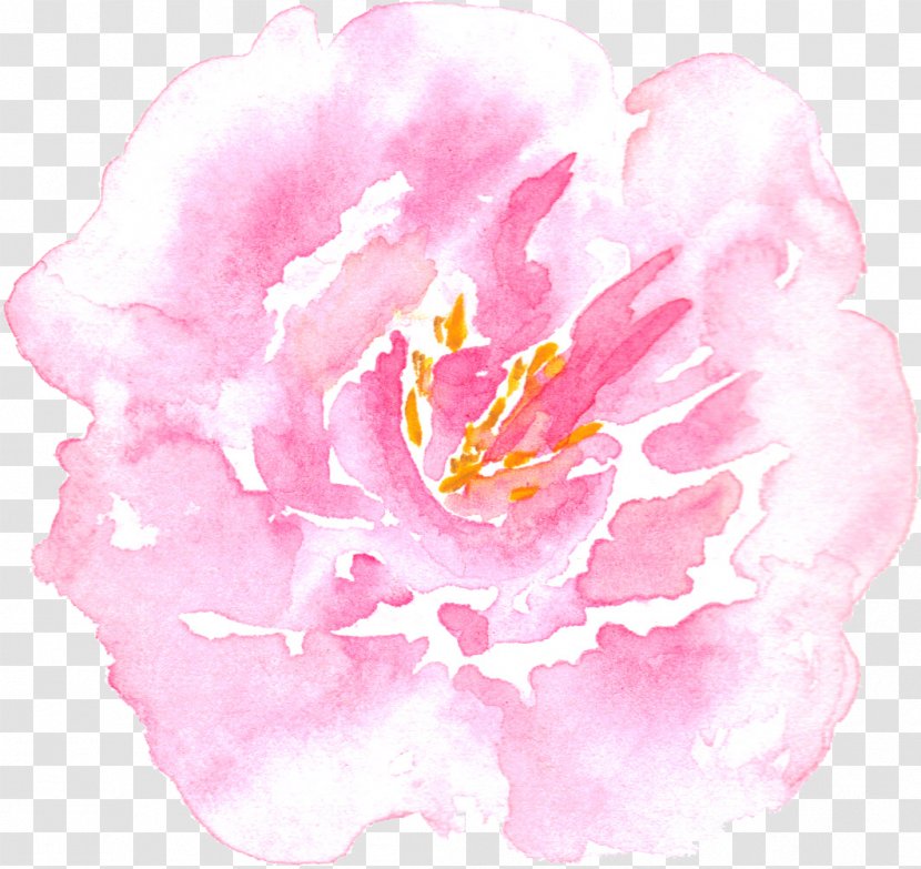 Peony Watercolor Painting Centifolia Roses - Rose Transparent PNG