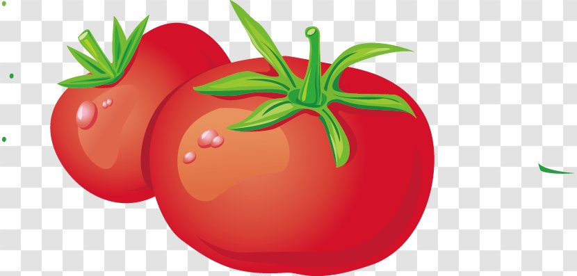 Vegetable Tomato Fruit Vecteur - Plant Transparent PNG