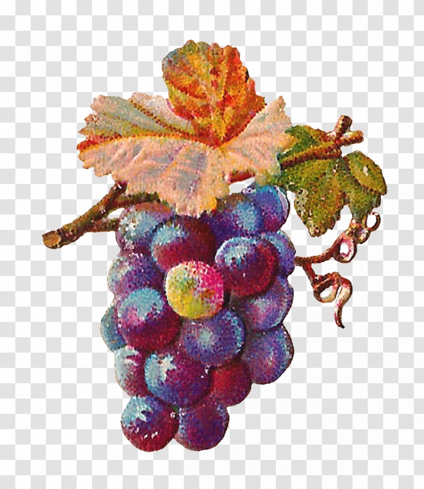 Common Grape Vine Zante Currant Leaves Wine - White - Grapefruit Transparent PNG