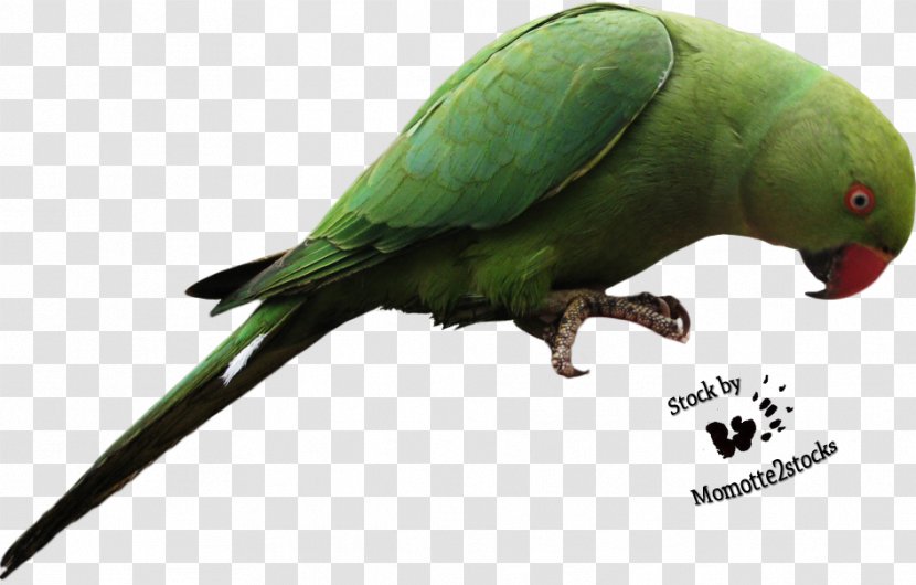 Parrots Of New Guinea Lovebird - Yellow Headed Amazon - Parrot Transparent Transparent PNG