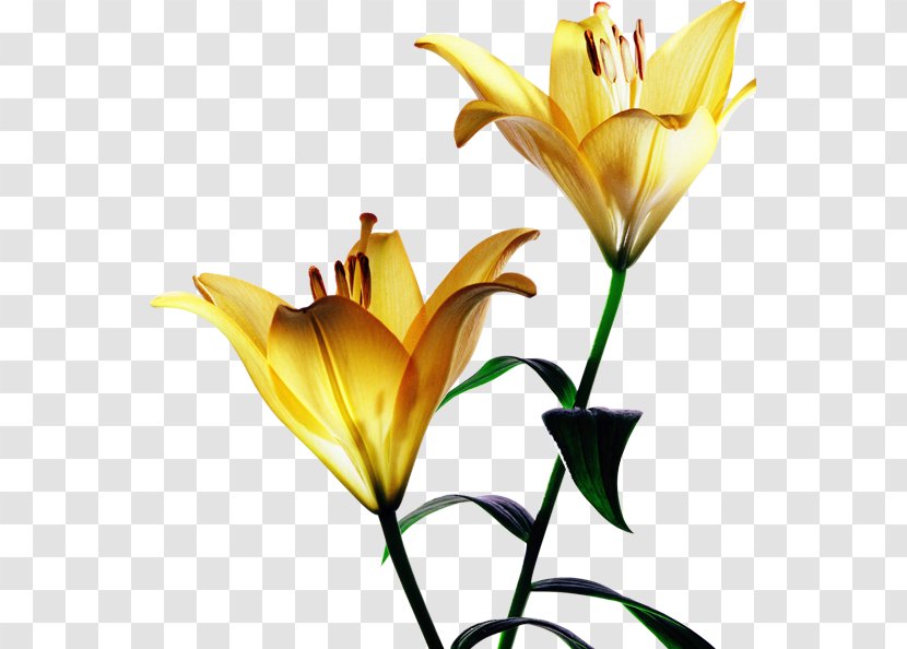 Tiger Lily Yellow Flower Red - Hong Transparent PNG