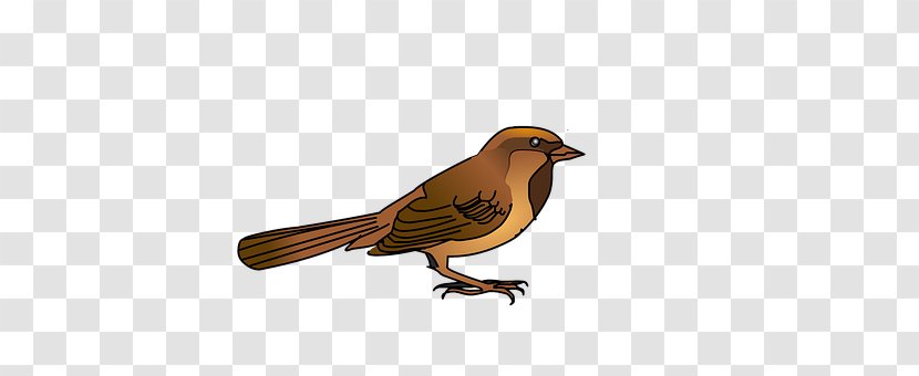 House Sparrow Bird Beak Download Transparent PNG