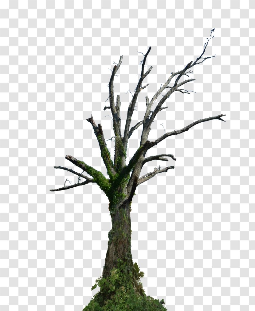 Tree Root Branch Snag - Green Transparent PNG