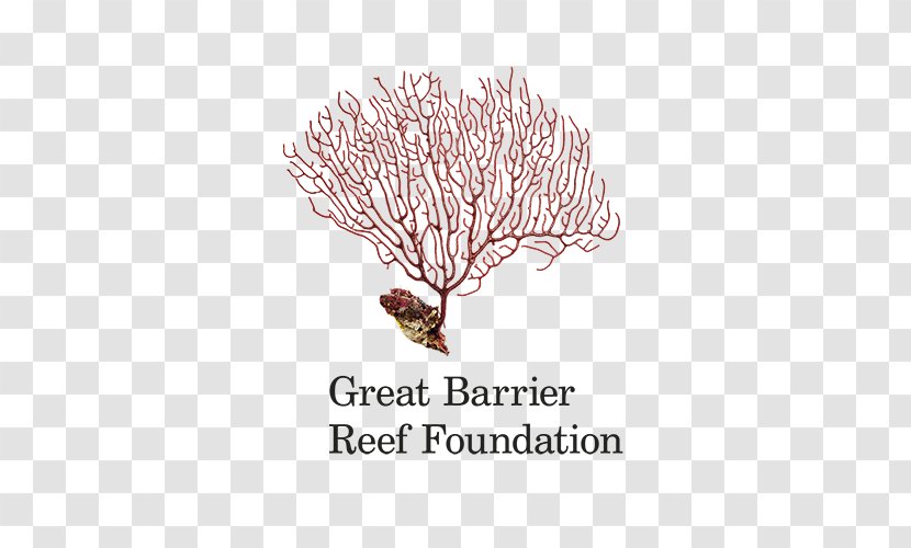 Raine Island Great Barrier Reef Coral Organization - Sea Transparent PNG