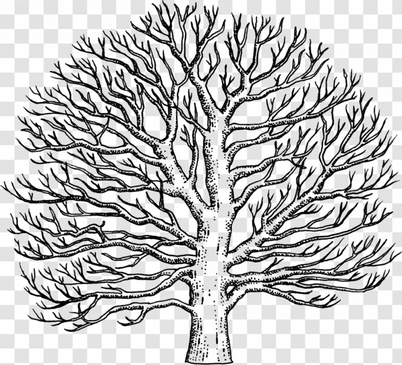 Twig Line Art American Sycamore Drawing Tree Transparent PNG