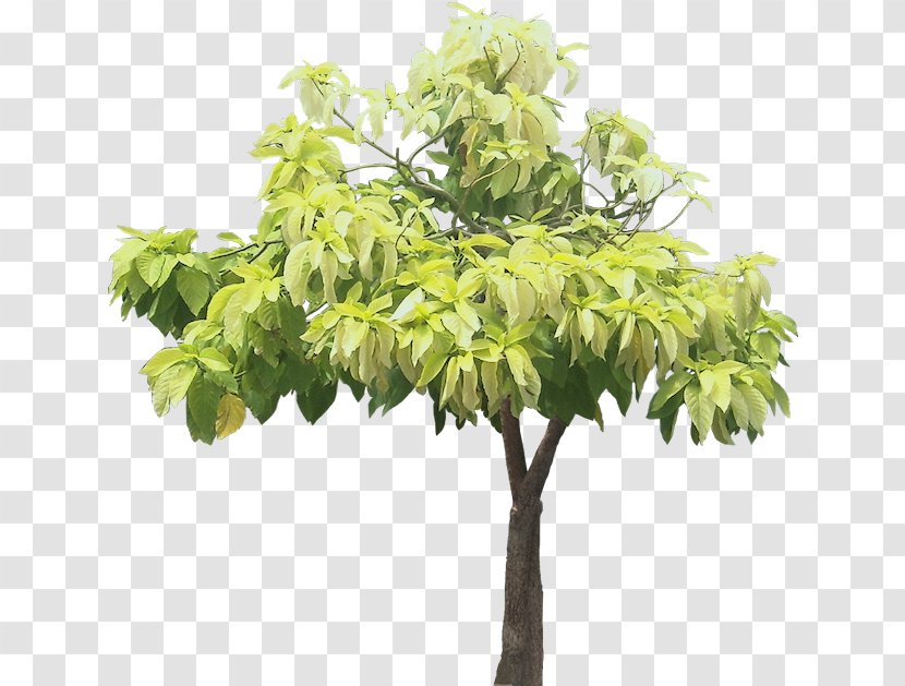 Pisonia Grandis Tree Alba Ornamental Plant - Tropical Transparent PNG