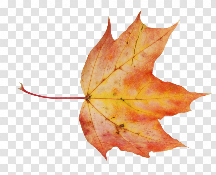 Maple Leaf Raster Graphics Clip Art - Autumn Leaves Transparent PNG