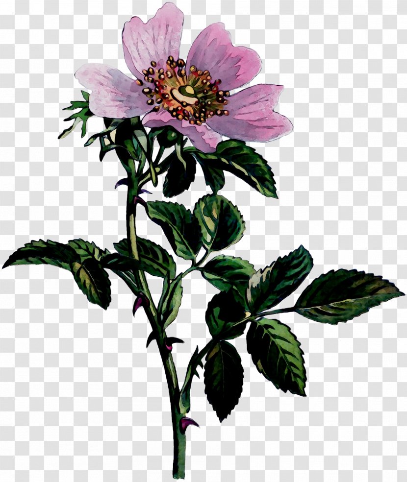 Dog-rose Cabbage Rose Anemone Plant Stem Plants - Flowering Transparent PNG