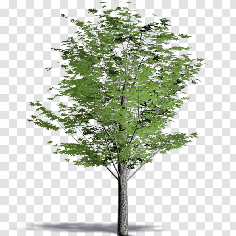 Drawing Tree Painting - Plant Transparent PNG