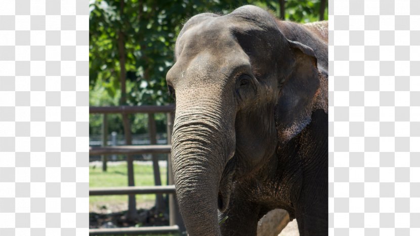 African Elephant Sri Lankan Tusk Bandipur National Park - Variation Transparent PNG