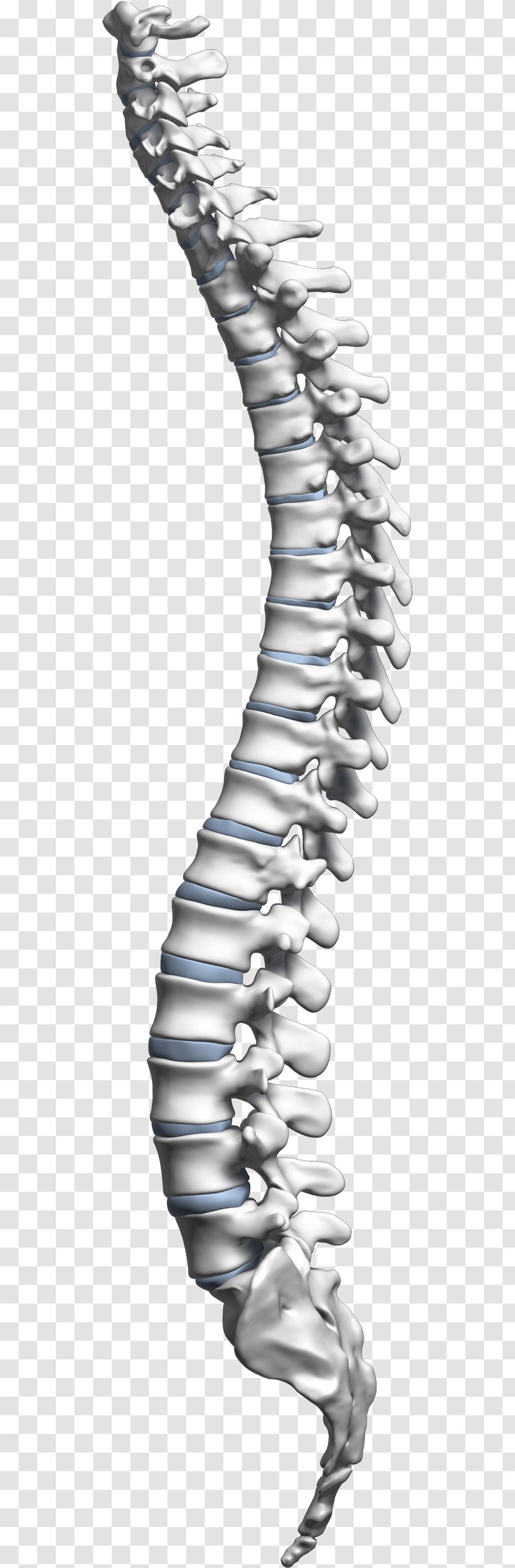Living Well Spine Center Vertebral Column Spinal Cord Neck Cervical Vertebrae - Nasolacrimal Duct Obstruction Transparent PNG