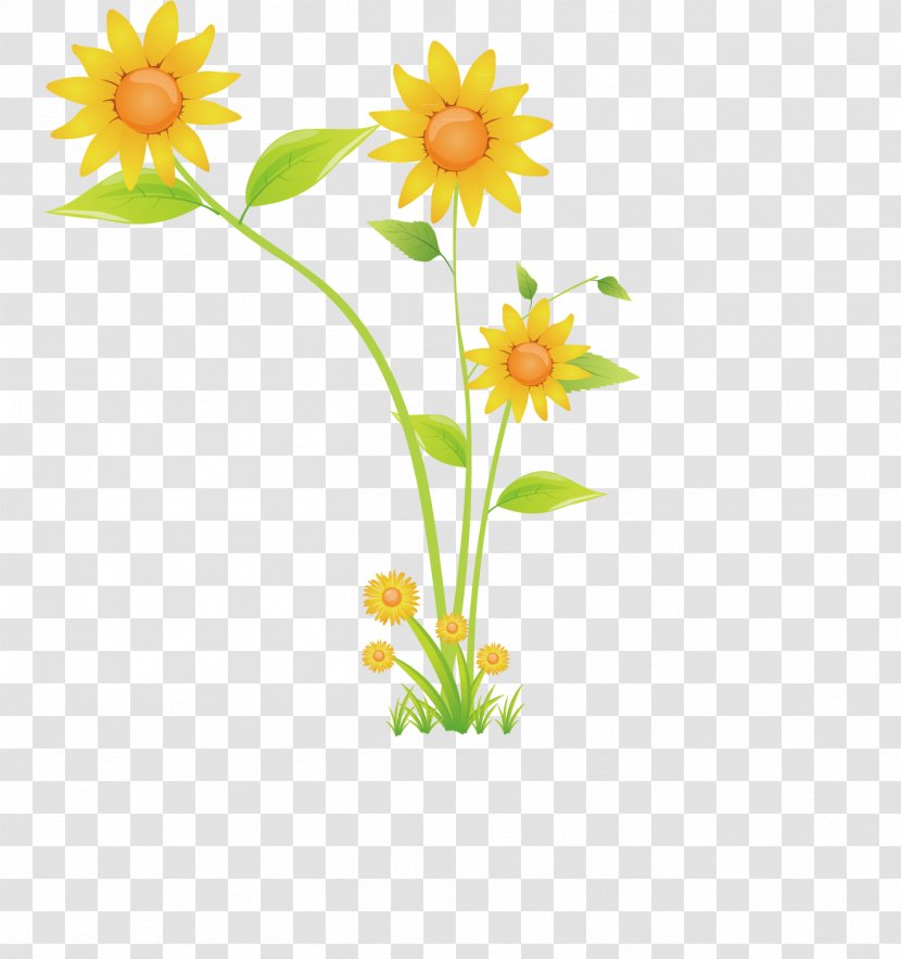 Trousers Pattern - Flowering Plant - Vector Creative Sunflower Transparent PNG