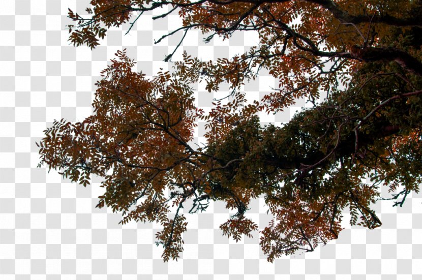Branch Twig Tree Clip Art - Pine - Foreground Transparent PNG