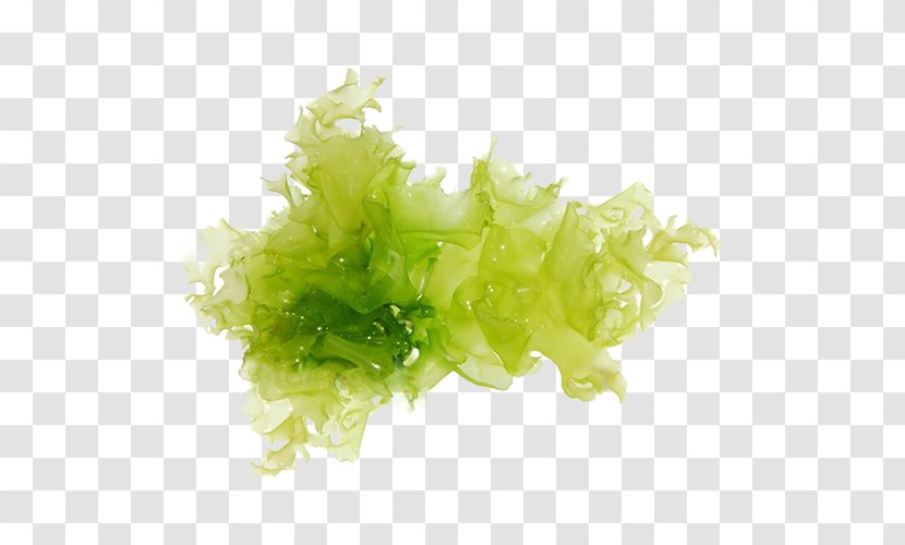 Green Algae Seaweed Stock Photography - Vegetarian Food - Chlorella Transparent PNG