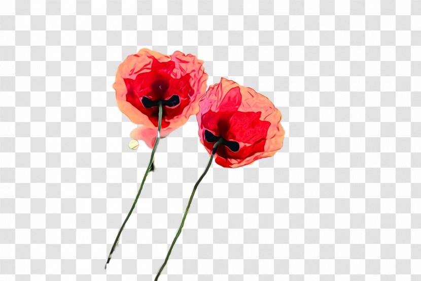 Flower Red Coquelicot Petal Plant - Flowering - Oriental Poppy Family Transparent PNG