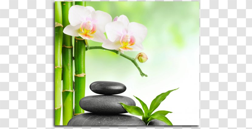 Desktop Wallpaper Spa Light Thai Massage Stone - Floral Design - Background Transparent PNG