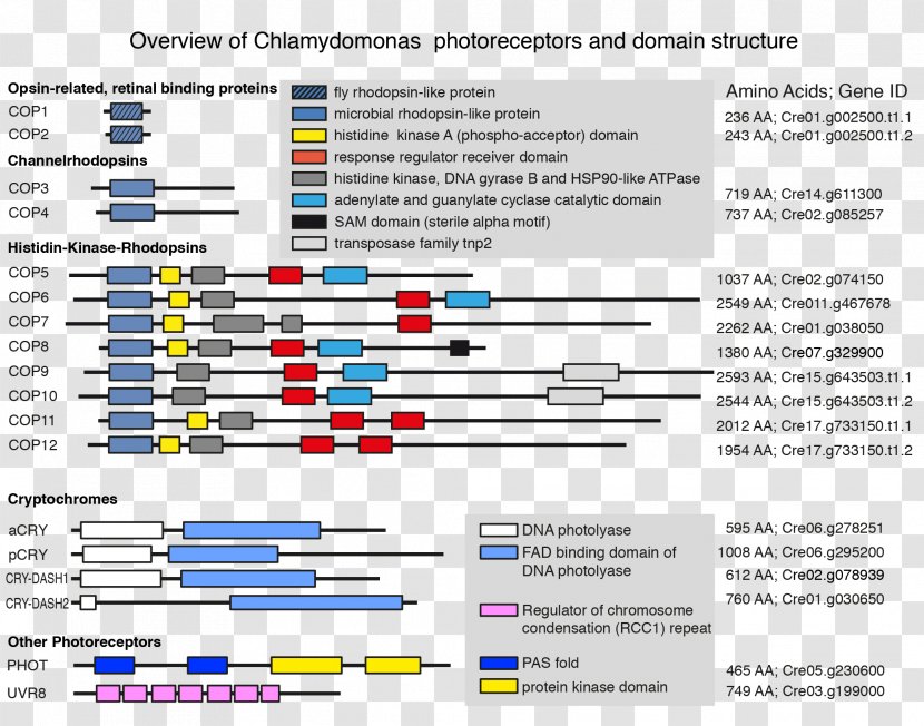 Chlamydomonas Reinhardtii CRISPR Gene Algae Electroporation - Diagram Transparent PNG