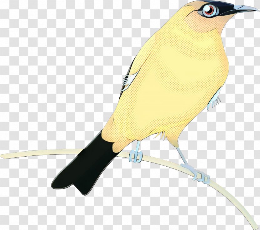 Golden Background - Eurasian Oriole - Old World Transparent PNG