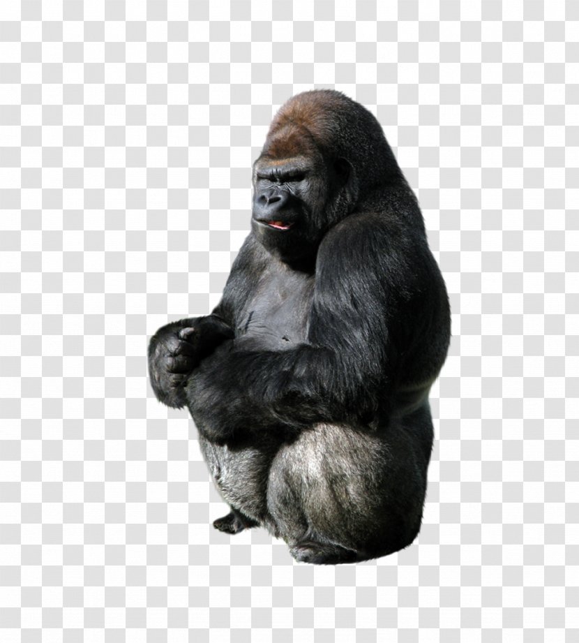 Gorilla Ape Primate - Great - Animal Orangutan Transparent PNG